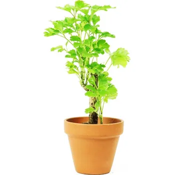 Gardners Polyscias balfouriana Butterfly, průměr 6 cm Stínovka