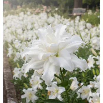 Semeno Lilie 'Roselily Eleonora®' 1 ks