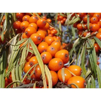 Sazenice Rakytník řešetlákový 'Pantělejevská' kontejner p9