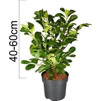 Sazenice Bobkovišeň obecná 'ETNA' 40-60 cm, kontejner