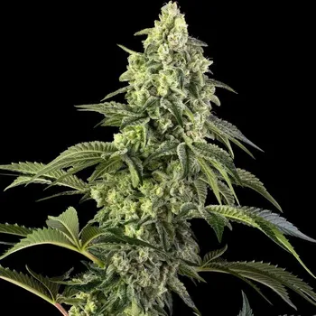 Semeno Sensi Seeds - Cosmic Kiss 5 ks