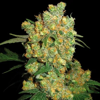 Semeno Sensi Seeds - Big Bud regular 10 ks