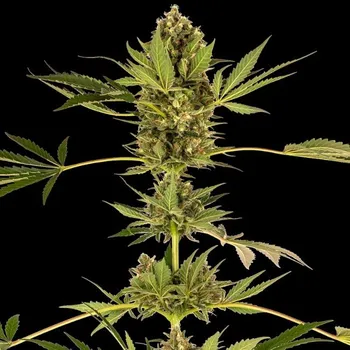 Semeno Sensi Seeds - Himalayan CBD 3 ks