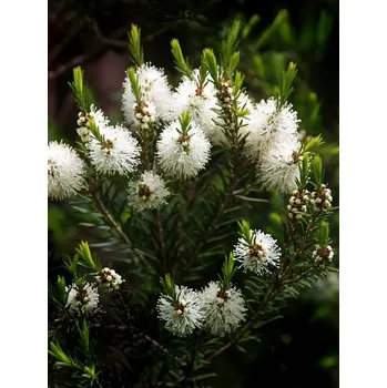 Vonný olej Tea Tree Oil 100ml