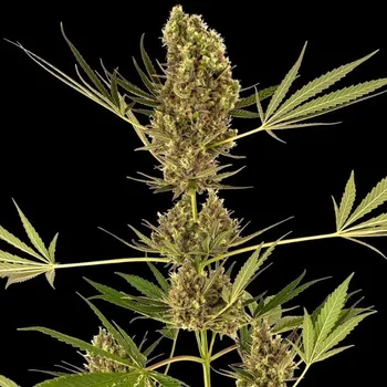 Semeno Sensi Seeds - Alpine Delight CBD Automatic 3 ks