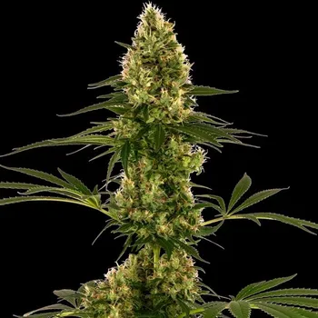 Semeno Sensi Seeds - Blue Bullet Automatic 3 ks