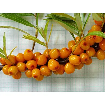 Sazenice Rakytník řešetlákový 'Nela' kontejner p9