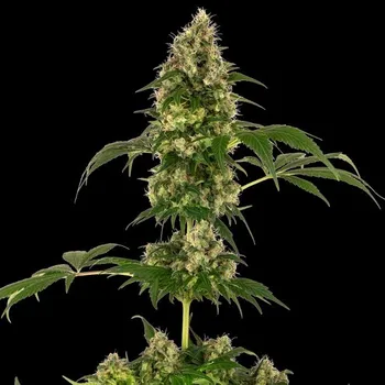 Semeno Sensi Seeds - Cobalt Haze 1 ks