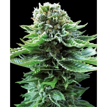 Semeno Sensi Seeds - Northern Lights Automatic 3 ks