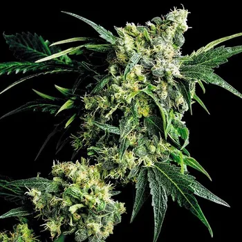 Semeno Sensi Seeds - G13 x Hash Plant regular 10 ks