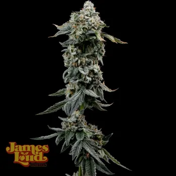 Semeno James Loud Genetics - Heavy Z 5 ks