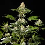 Kannabia Seeds - Sunset Sherbet Go Fast 25 ks