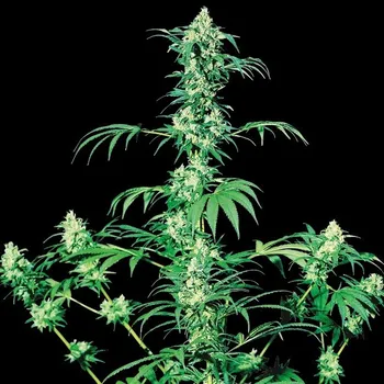 Semeno Sensi Seeds - Early Girl regular 10 ks