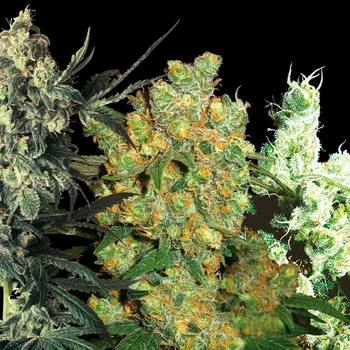 Sensi Seeds - Feminizovaný Mix 10 ks