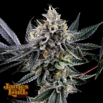 Semeno James Loud Genetics - Frosted Biscotti Auto 3 ks
