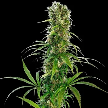 Semeno Sensi Seeds - Michka regular 10 ks