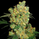 Sensi Seeds - Big Bud 25 ks
