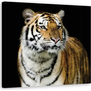 Obraz OBRAZ DO OBÝVACÍHO POKOJE Majestátní tygr 40x40