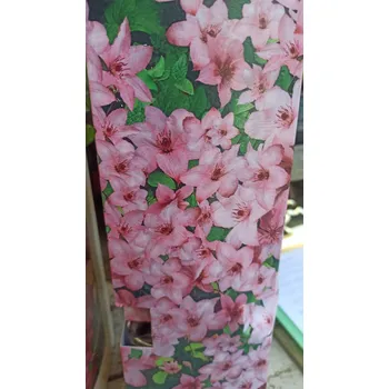 Sazenice Clematis ville de lyon - tm. růžová