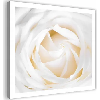 Obraz OBRAZ NA PLÁTNĚ Jemná Bílá Růže 50x50