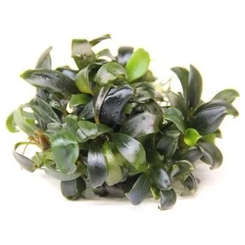 Dennerle Bucephalandra spec. ´Serimbu Brown´ In-Vitro