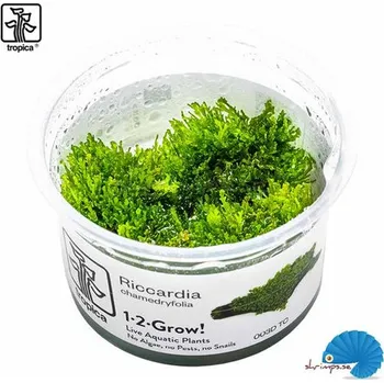 Akvarijní rostlina Tropica Riccardia chamedryfolia 1-2 Grow!