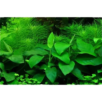 Sazenice Anubias nana 'Large'