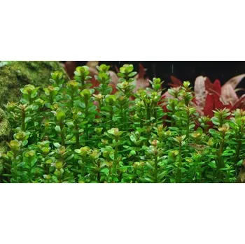 Tropica Rotala 'Bonsai' 1-2 Grow!