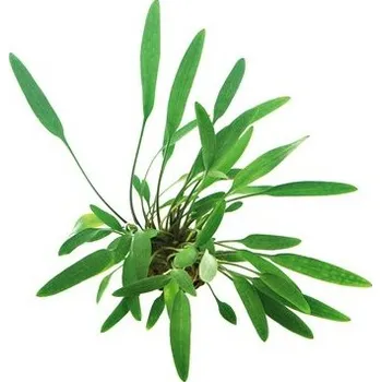 Akvarijní rostlina Dennerle Cryptocoryne lucens