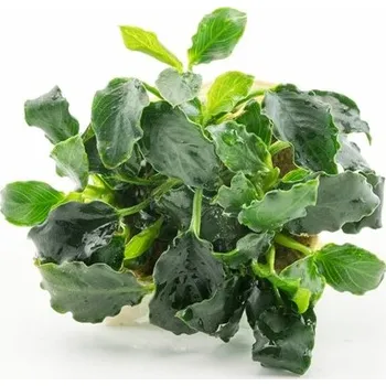 Volný čas Dennerle Anubias nana ´Mini Kirin´