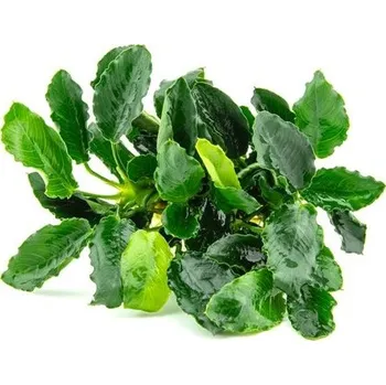 Akvarijní rostlina Dennerle Anubias barteri var. nana ´Kirin´