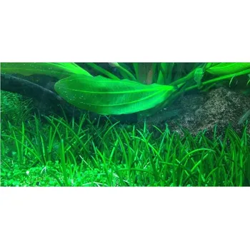Akvarijní rostlina Tropica Littorella uniflora 1-2 Grow!