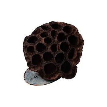 Dekorace do akvária CeramicNature Lotus pods XXL