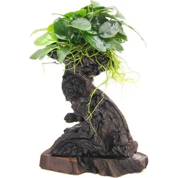 Dennerle Bonsai S s Anubias nana 14 x 8 x 25 cm*
