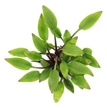 Dekorace do akvária Dennerle Cryptocoryne lutea Hobbit