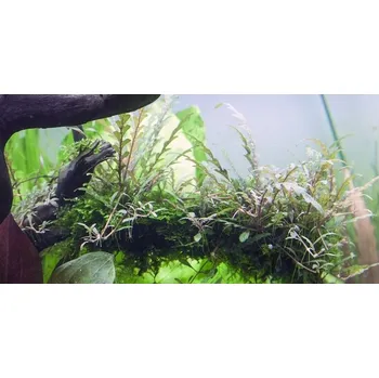 Semeno Tropica Hygrophila pinnatifida 1-2 Grow!