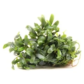 Akvarijní rostlina Dennerle Bucephalandra micrantha Needle Leaf In-Vitro