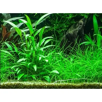 Akvarijní rostlina Cryptocoryne x willisii v blistru