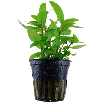 Akvarijní rostlina Staurogyne repens v blistru