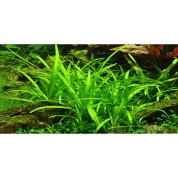 Akvarijní rostlina Tropica Sagittaria subulata 'Needle Leaf' In-Vitro 1-2 Grow!