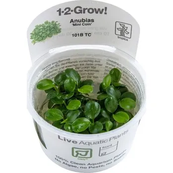 Akvarijní rostlina Tropica Anubias ‘Mini Coin’ 1-2-Grow