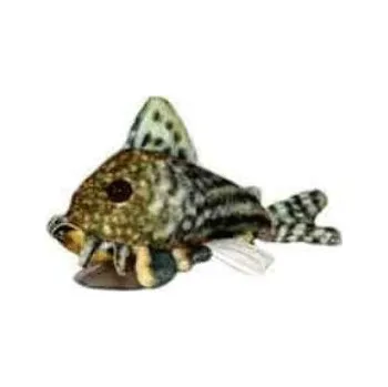 plyšák Plyšák Sterbai corydoras