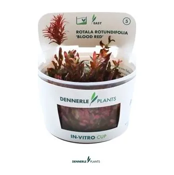 Akvarijní rostlina Dennerle Rotala Rotundifolia "Blood Red" In-Vitro