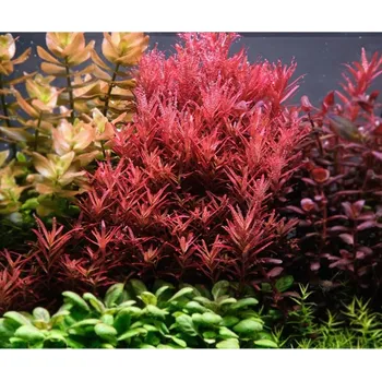 Akvaristika Tropica Rotala rotundifolia 'Blood Red' 1-2-Grow!