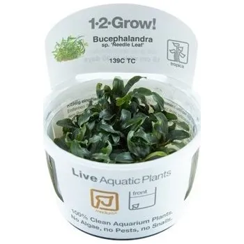 Akvarijní rostlina Tropica Bucephalandra sp. 'Needle Leaf' 1-2-Grow!