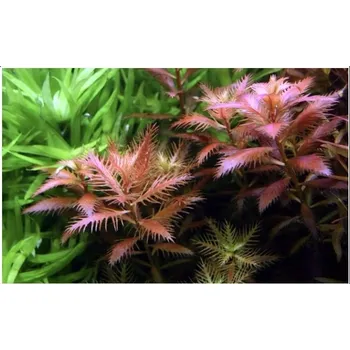 Sazenice Tropica Proserpinaca palustris 'Cuba' 1-2 Grow!