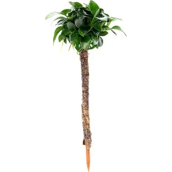 Dennerle Anubias nana 'Bonsai' na palmě 4 x 4 x 15 cm*