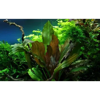 Akvaristika Tropica Echinodorus 'Reni' 1-2 Grow!