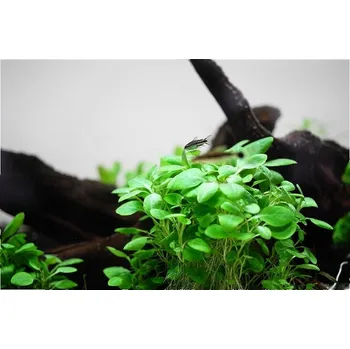 Akvarijní rostlina Tropica Lobelia cardinalis Mini 1-2 Grow!