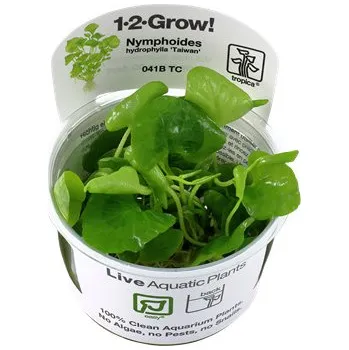 Akvarijní rostlina Nymphoides hydrophylla 'Taiwan' 1-2-Grow!